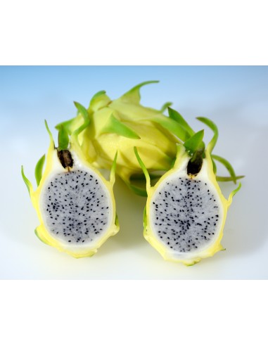 Pitaya o Fruta de Dragón Ecológica- Formato: 4 KG - Calibre: Más de 500GR